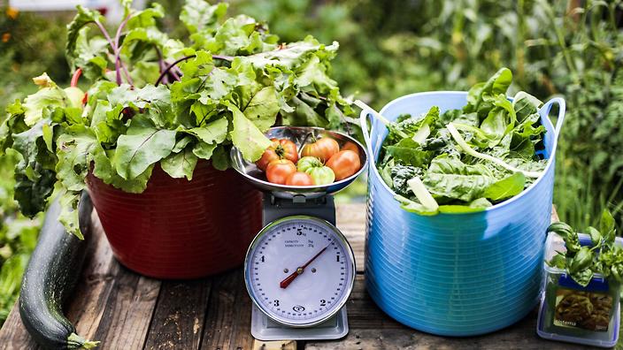 This carpark turned urban farm has grown 300kg of produce for people in need